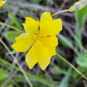 Goodenia pinnatifida at Mitchell, ACT - 18 Nov 2022