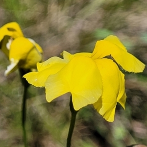 Goodenia pinnatifida at Mitchell, ACT - 18 Nov 2022