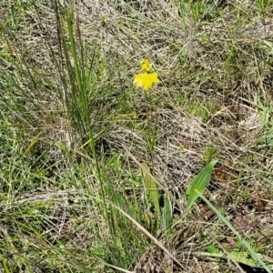 Goodenia pinnatifida at Mitchell, ACT - 18 Nov 2022