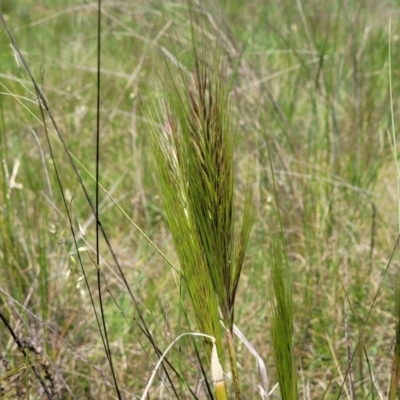 Austrostipa densiflora (Foxtail Speargrass) at Mitchell, ACT - 18 Nov 2022 by trevorpreston