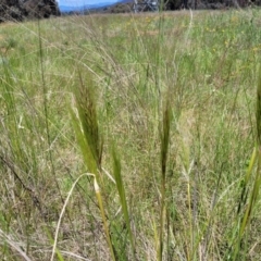 Austrostipa densiflora at Mitchell, ACT - 18 Nov 2022