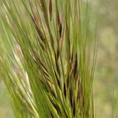 Austrostipa densiflora at Mitchell, ACT - 18 Nov 2022