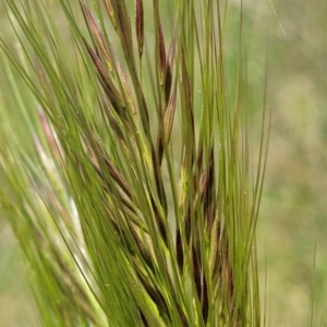 Austrostipa densiflora at Mitchell, ACT - 18 Nov 2022