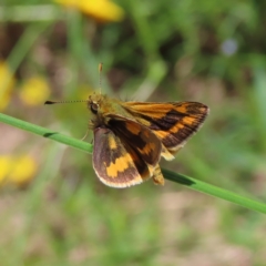 Ocybadistes walkeri (Green Grass-dart) at Kambah, ACT - 18 Nov 2022 by MatthewFrawley