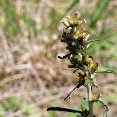 Gamochaeta purpurea (Purple Cudweed) at Mitchell, ACT - 18 Nov 2022 by trevorpreston