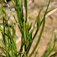 Juncus bufonius (Toad Rush) at Mitchell, ACT - 18 Nov 2022 by trevorpreston