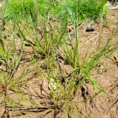 Juncus bufonius at Mitchell, ACT - 18 Nov 2022