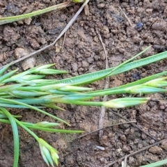 Juncus bufonius at Mitchell, ACT - 18 Nov 2022