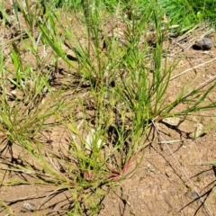 Juncus bufonius at Mitchell, ACT - 18 Nov 2022