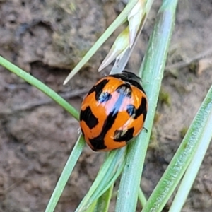 Coccinella transversalis at Mitchell, ACT - 18 Nov 2022 12:00 PM