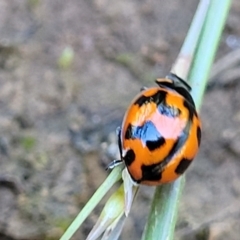 Coccinella transversalis at Mitchell, ACT - 18 Nov 2022 12:00 PM