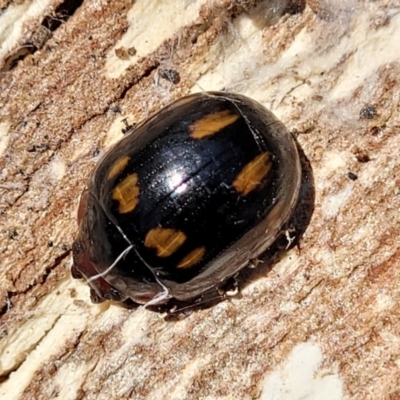 Paropsisterna octosignata (Eucalyptus leaf beetle) at Mitchell, ACT - 18 Nov 2022 by trevorpreston