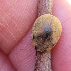 Trachymela sp. (genus) at Mitchell, ACT - 18 Nov 2022