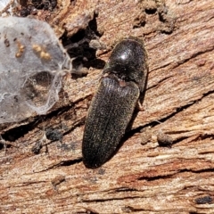 Elateridae sp. (family) at Mitchell, ACT - 18 Nov 2022 11:47 AM