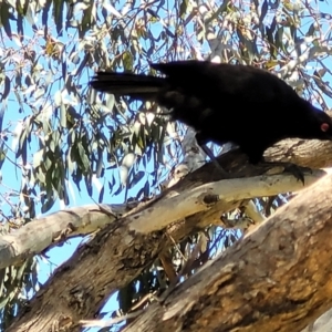 Corcorax melanorhamphos at Mitchell, ACT - 18 Nov 2022