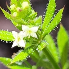 Galium aparine (Goosegrass, Cleavers) at Mitchell, ACT - 18 Nov 2022 by trevorpreston