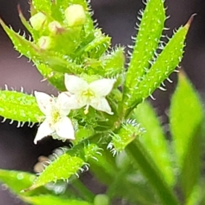 Galium aparine at Mitchell, ACT - 18 Nov 2022