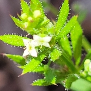 Galium aparine at Mitchell, ACT - 18 Nov 2022