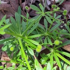 Galium aparine at Mitchell, ACT - 18 Nov 2022