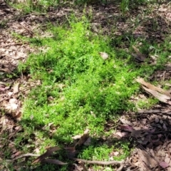 Galium aparine at Mitchell, ACT - 18 Nov 2022