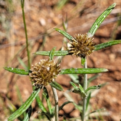 Euchiton sphaericus (star cudweed) at Mitchell, ACT - 18 Nov 2022 by trevorpreston