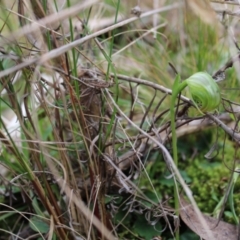 Pterostylis nutans (Nodding Greenhood) at Acton, ACT - 4 Sep 2022 by Tapirlord