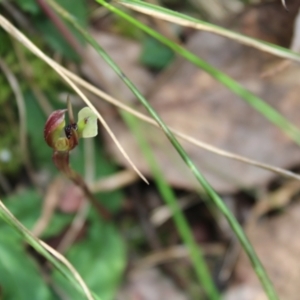 Chiloglottis trapeziformis at Acton, ACT - 4 Sep 2022