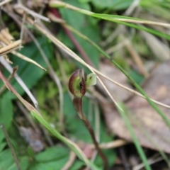 Chiloglottis trapeziformis at Acton, ACT - 4 Sep 2022