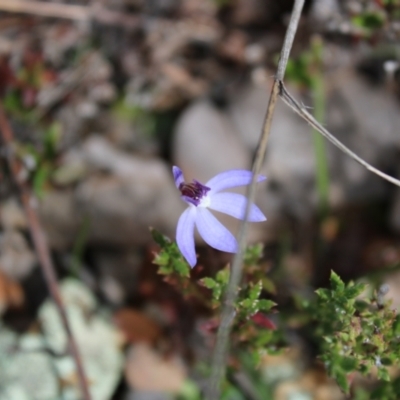 Cyanicula caerulea (Blue Fingers, Blue Fairies) at Bruce, ACT - 4 Sep 2022 by Tapirlord