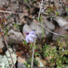 Cyanicula caerulea at Point 5815 - suppressed