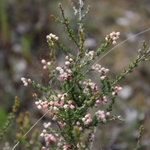 Cryptandra sp. Floriferous (W.R.Barker 4131) W.R.Barker at Bruce, ACT - 4 Sep 2022