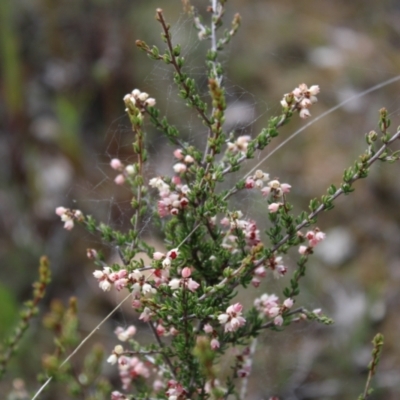 Cryptandra sp. Floriferous (W.R.Barker 4131) W.R.Barker at Bruce, ACT - 4 Sep 2022 by Tapirlord