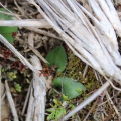 Eriochilus cucullatus (Parson's Bands) at Bruce, ACT - 4 Sep 2022 by Tapirlord