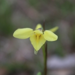 Diuris chryseopsis (Golden Moth) at Stromlo, ACT - 22 Sep 2022 by Tapirlord