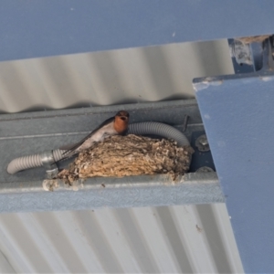 Hirundo neoxena at Forde, ACT - 17 Nov 2022 01:49 PM