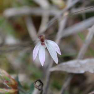 Caladenia fuscata at Stromlo, ACT - suppressed