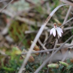 Caladenia fuscata at Stromlo, ACT - 22 Sep 2022