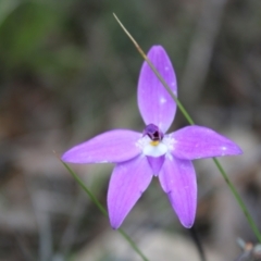 Glossodia major at Molonglo Valley, ACT - suppressed