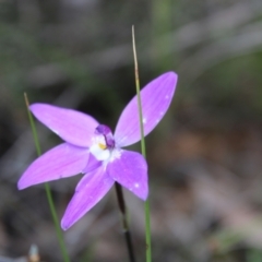 Glossodia major at Molonglo Valley, ACT - suppressed