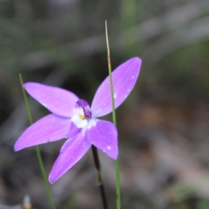 Glossodia major at Molonglo Valley, ACT - suppressed