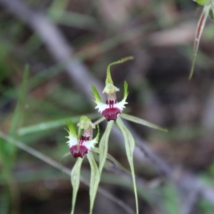 Caladenia atrovespa at Farrer, ACT - 22 Oct 2022