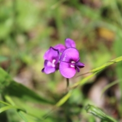 Swainsona sericea (Silky Swainson-Pea) at Federal Golf Course - 15 Nov 2022 by Tapirlord