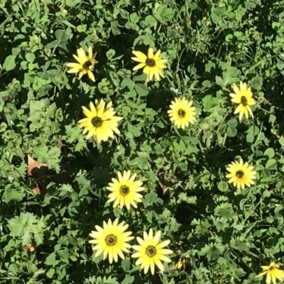 Arctotheca calendula (Capeweed, Cape Dandelion) at South Albury, NSW - 23 Sep 2022 by Tapirlord