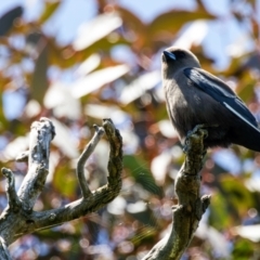 Artamus cyanopterus (Dusky Woodswallow) at Gungahlin, ACT - 18 Nov 2022 by pjpiper