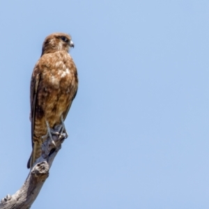 Falco berigora at Gungahlin, ACT - 18 Nov 2022