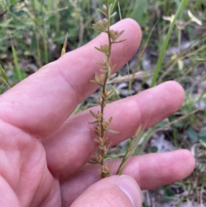 Veronica arvensis at Higgins, ACT - 18 Nov 2022