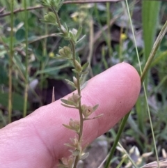 Veronica arvensis at Higgins, ACT - 18 Nov 2022 03:46 PM