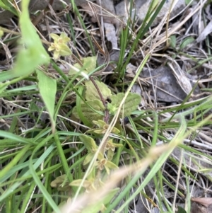 Veronica arvensis at Higgins, ACT - 18 Nov 2022 03:46 PM