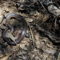Parasuta dwyeri (Dwyer's Black-headed Snake) at Wandiyali-Environa Conservation Area - 18 Nov 2022 by Wandiyali