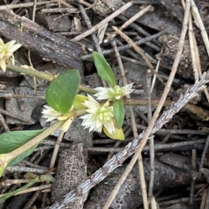 Alternanthera sp. A Flora of NSW (M. Gray 5187) J. Palmer at Higgins, ACT - 18 Nov 2022 04:40 PM